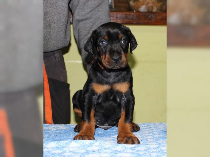 Cuccioli di doberman  ( per regalo )