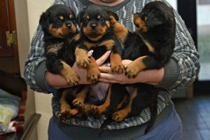  regalo cuccioli di rottweiler disponibili per l'adozione