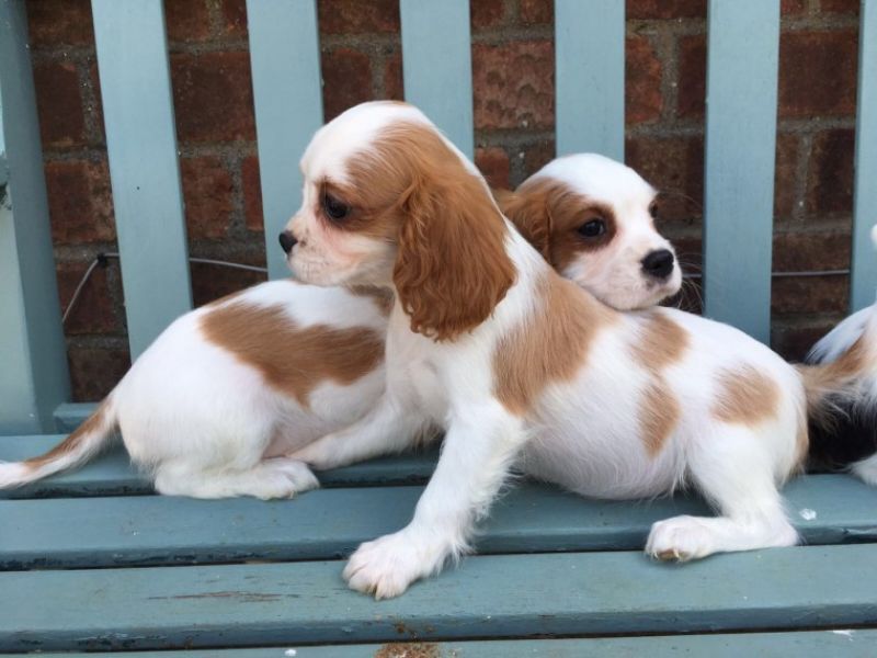Cuccioli di cavalier king  femminucce e maschietti per l'adozione gratuita i cuccioli sono vaccinati