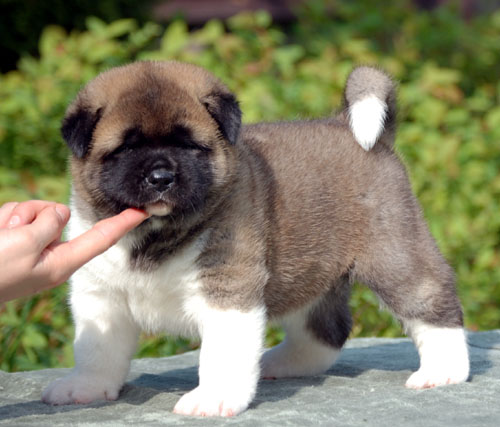  Regalo Akita Splendidi cuccioli..