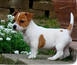 Cuccioli di Jack russell terrier