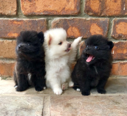 Offriamo ottimi cuccioli di Volpino di Pomerania 2 Maschietti e 1 Femminucce, 