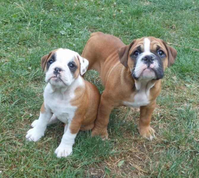 Molto bella e sani cuccioli di bulldog inglise  per adozione maschi e femmine disponibili (gratis)
