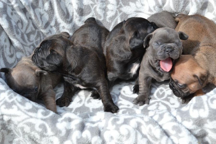 REGALO Cuccioli di Bulldog Francese
