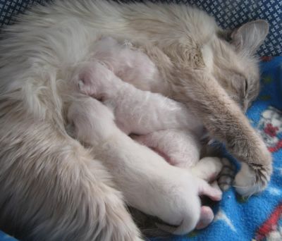 cuccioli sacri di birmania