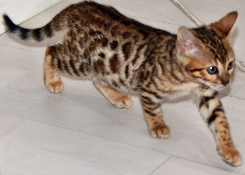 Gattini di bengala  per adozione ( regalo  )