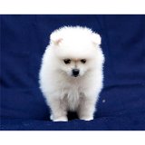Cuccioli di Volpino Pomerania