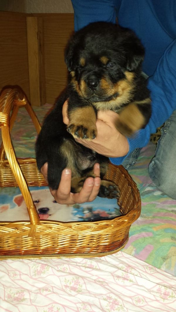 Molto bella e sani cuccioli di ROTTWEILER  per adozione maschi e femmine disponibili (gratis)