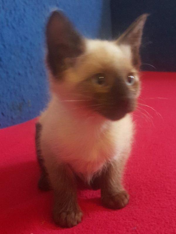  Siamese kitten  per adozione ( maschio e femmina )