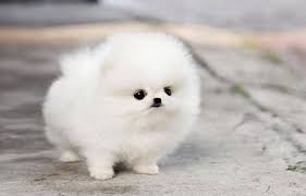  { Regalo Volpino di pomerania (spitz tedesco nano