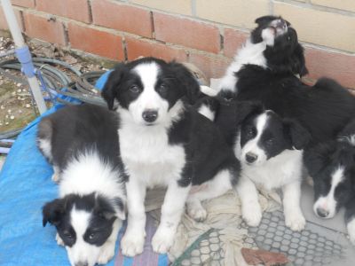 cuccioli border collie 