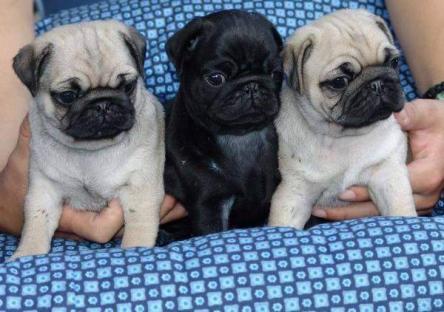 Cuccioli di carlino maschio e femmina