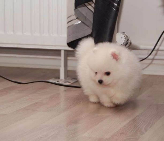 2cuccioli di volpino pomeranian
