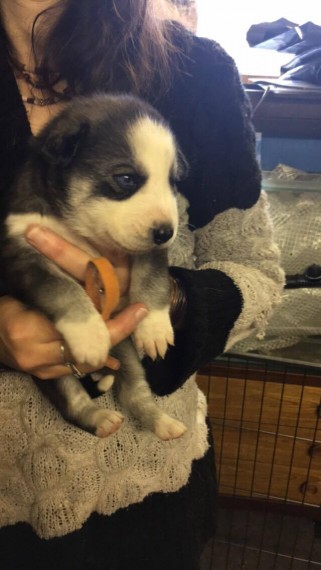 Regalo cuccioli di Siberian Husky