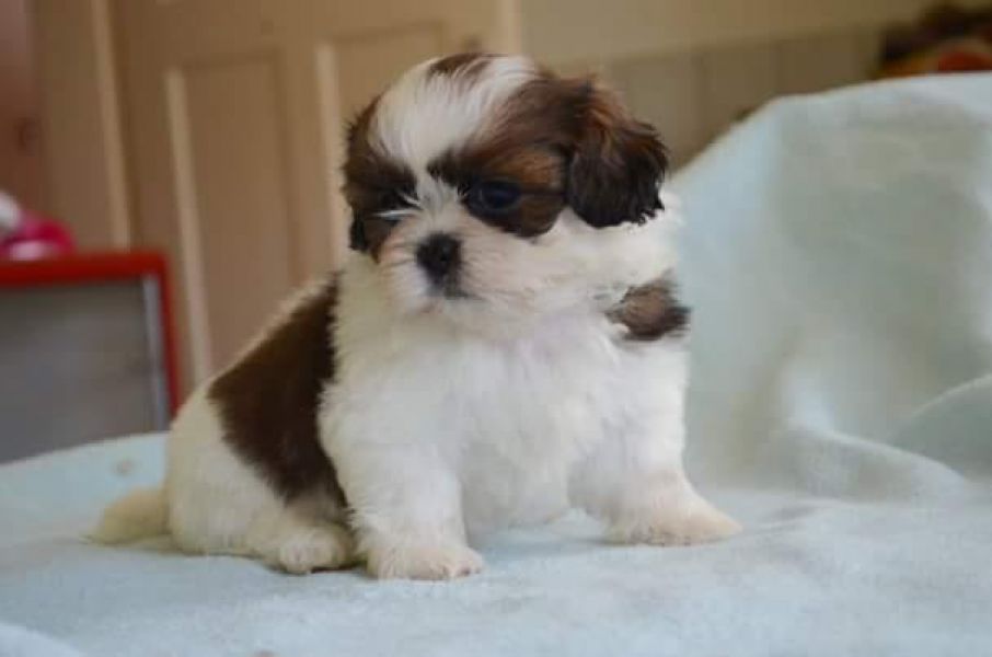 Molto bella e sani cuccioli di shih tzu per adozione maschi e femmine disponibili (gratis) 