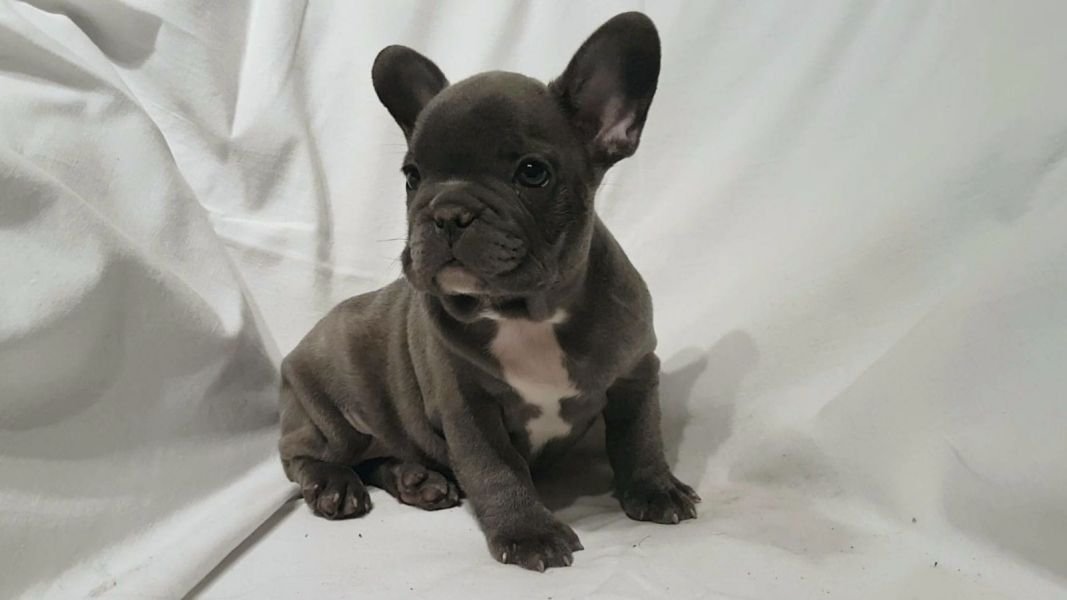  cuccioli di Bulldog Francese  ( Gratis )