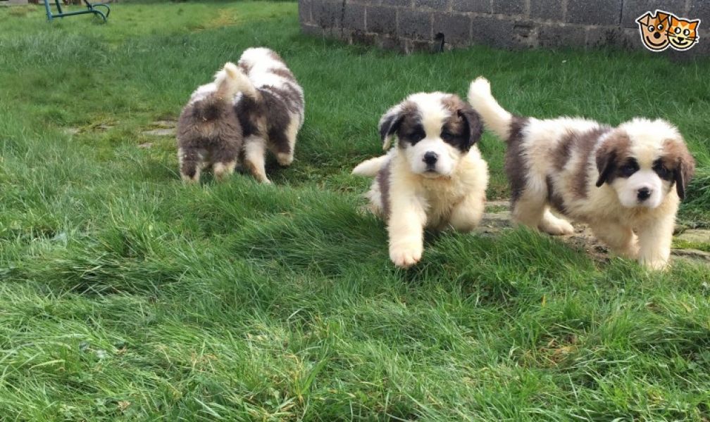 Regalo adorabili cuccioli san bernardo femminucce e maschietti disponibili
