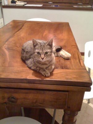 Regalo gattina trovatella, sterilizzata, 5 mesi