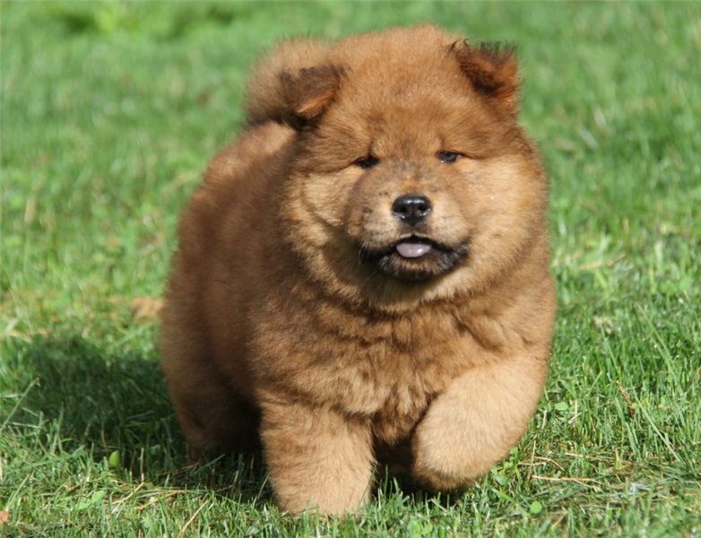  adorabili cuccioli di chow chow in regalo