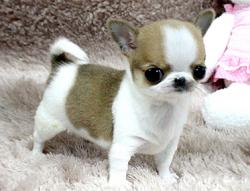 Adorabili cuccioli di chihuahua femminucce e maschietti disponibili per l'adozione