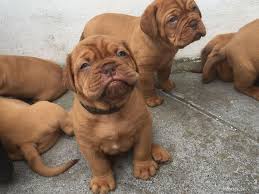 Abbiamo disponibili cuccioli di dogue de bordeaux