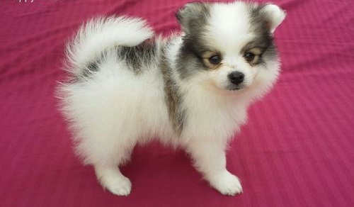 Regalo Cuccioli di volpino di pomerania