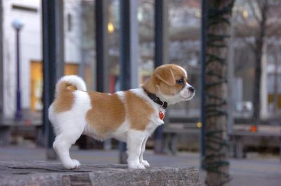 Chihuahua cucciolo femmina per l'adozione