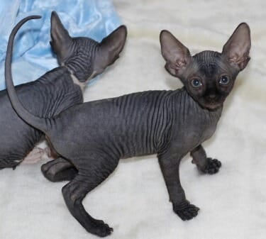 Molto bella e sani gattini Sphynx