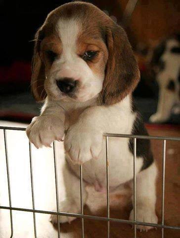 REGALO beagle cuccioli