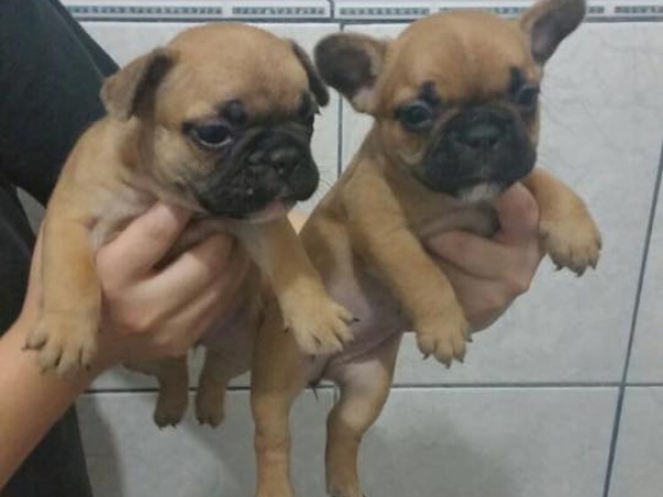 Regalo Cuccioli di Carlino