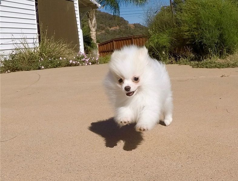 Regalo Cuccioli Pomerania disponibili....