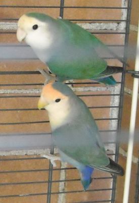 Coppia Inseparabili
