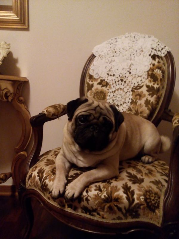 Carlino maschio disponibile per accoppiamenti