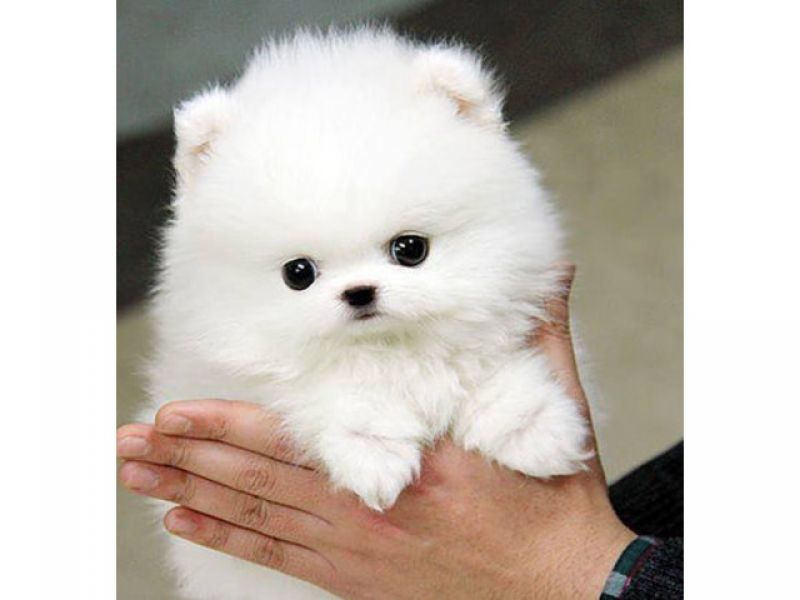 Cuccioli di POMARANIAN