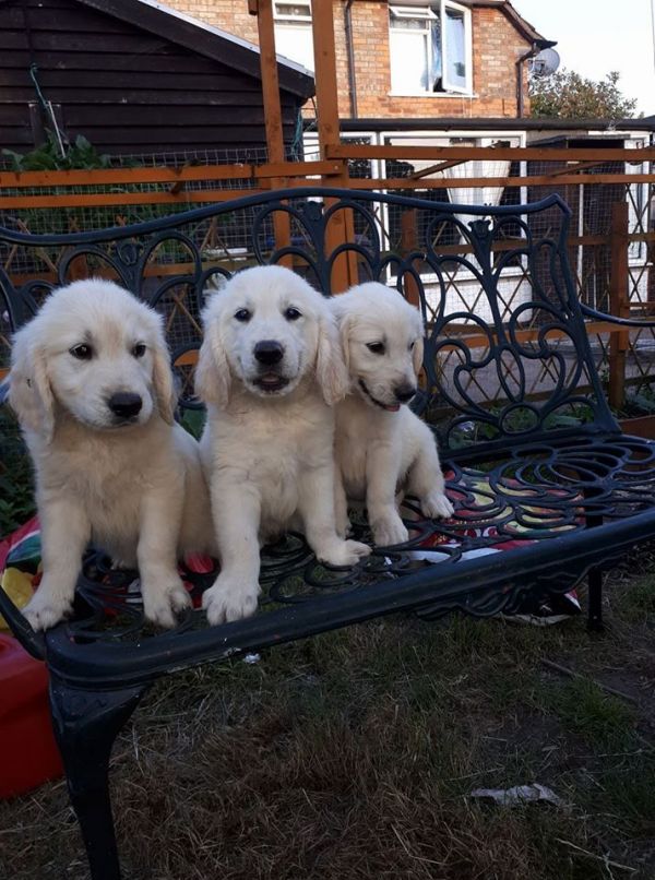 Regalo Cuccioli di Golden retriever in pronta consegna