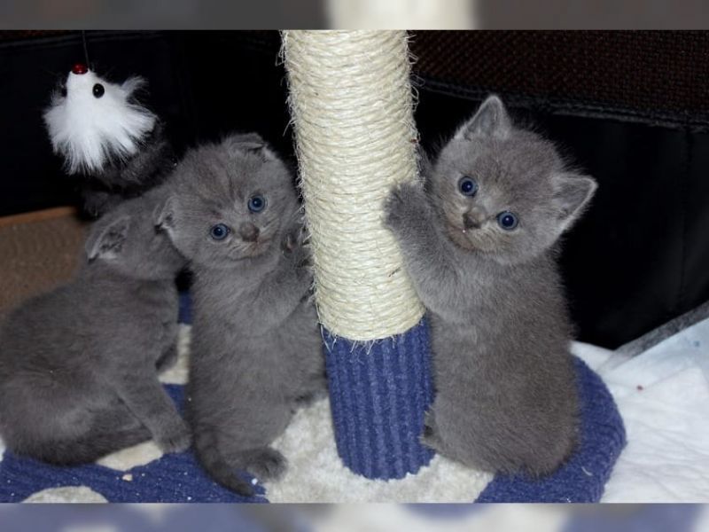 British shorthair cuccioli
