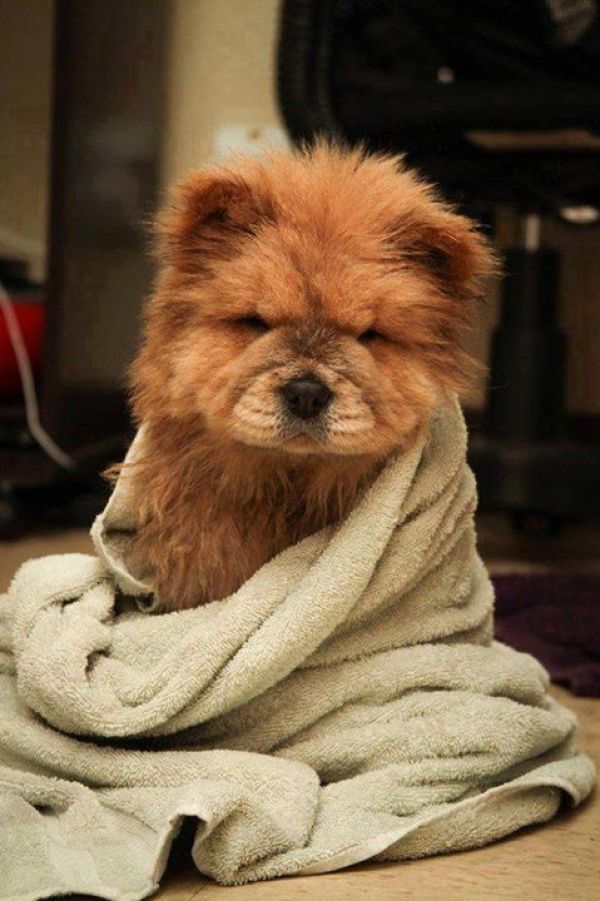 Regalo cuccioli chow chow