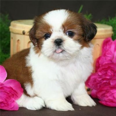 Cuccioli di shih tzu ( Gratis )