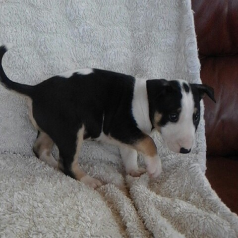   adorabili cuccioli di bull terrier in regalo