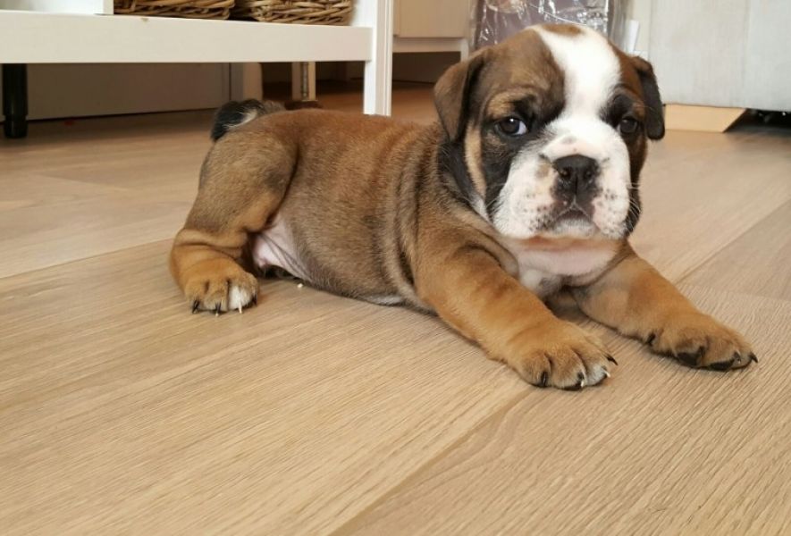 Regalo Bulldog inglese cuccioli disponibili