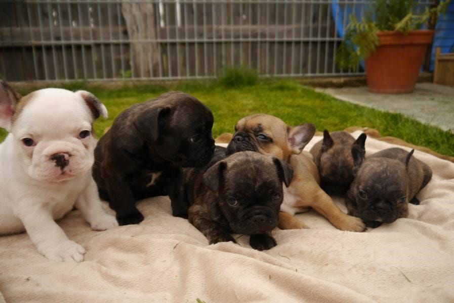 Molto bella e sani cuccioli di Bulldog Francese per adozione maschi e femmine disponibili (gratis)