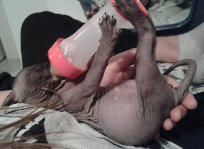 Gattini di Sphynx   per adozione ( regalo  )