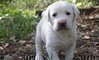 Cuccioli di Labrador con Pedigree, ottima genealogia,