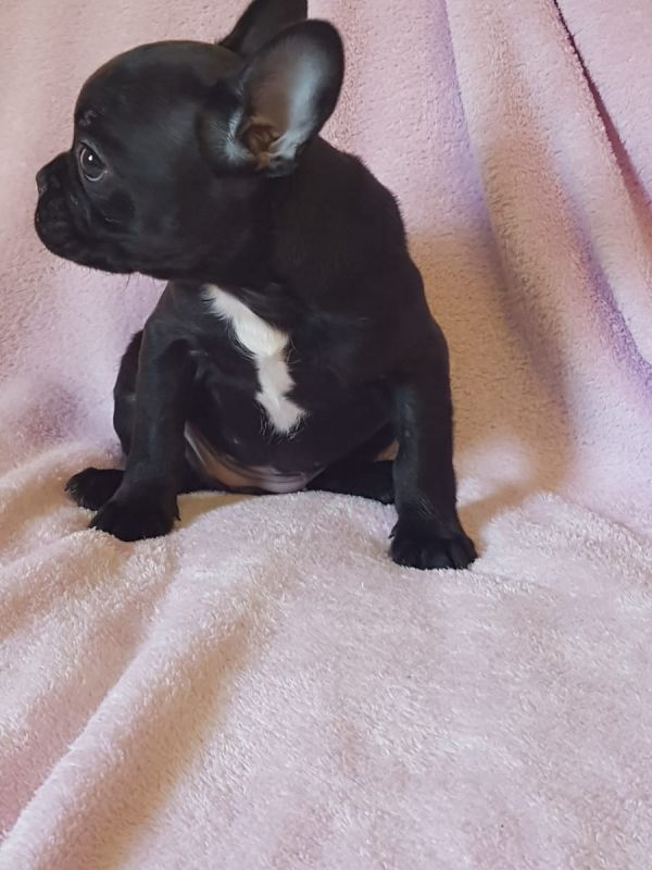 Maschio e femmina adorabile bulldog francese  cuccioli disponibili per l'adozione