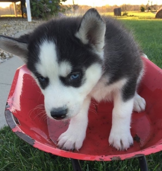 Regalo cuccioli Siberian Husky Maschio e Femmina 