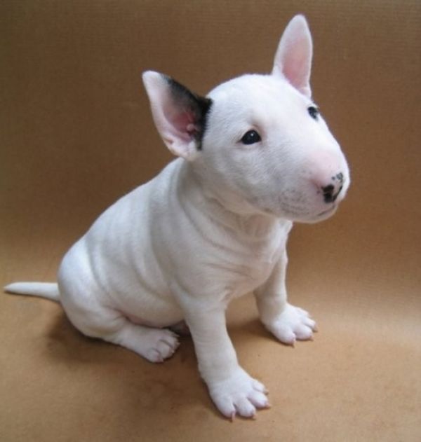 Adorabili cuccioli di bull terrier  femminucce e maschietti