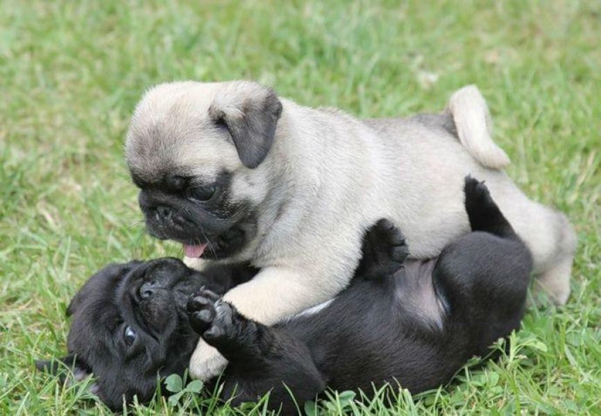 Simpatici occhi azzurri carlino  cuccioli
