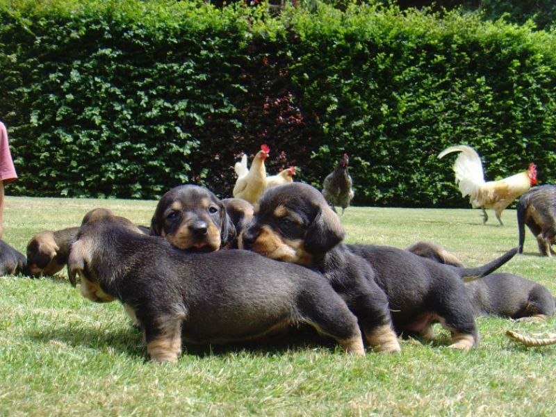 Regalo adorabili cuccioli bassotto femminucce e maschietti