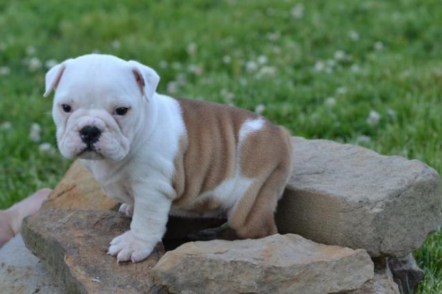   regalo cuccioli di bulldog inglese disponibili per l'adozione