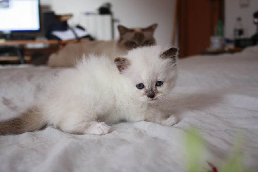 Animali 